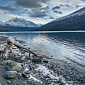 The Driftwood